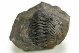 Bargain, Morocops Trilobite Fossil -, Morocco #325992-3